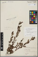 Foto von Salix aurita L.